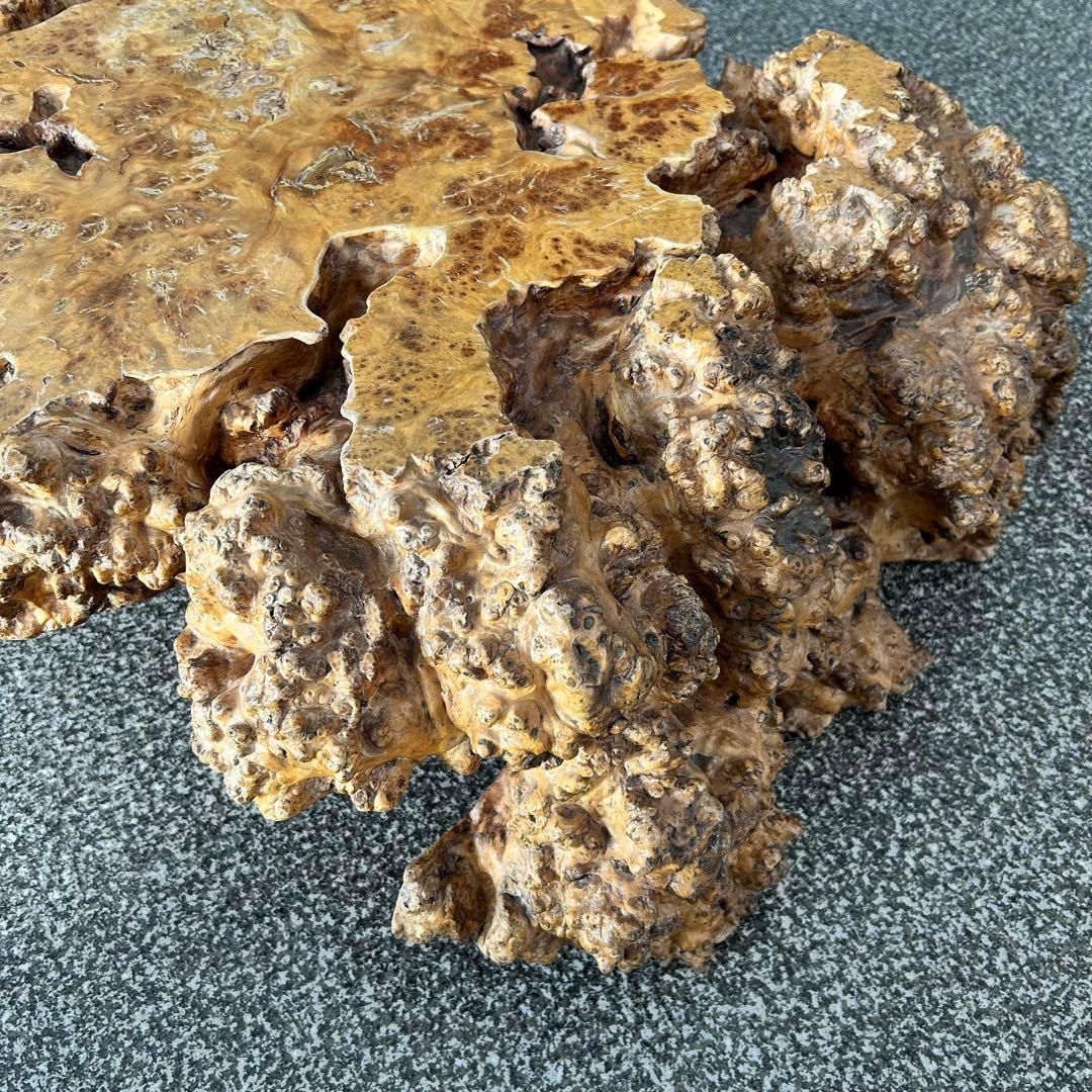 【希少】脚一体もの こぶ 無垢 一枚板 天然木 座卓