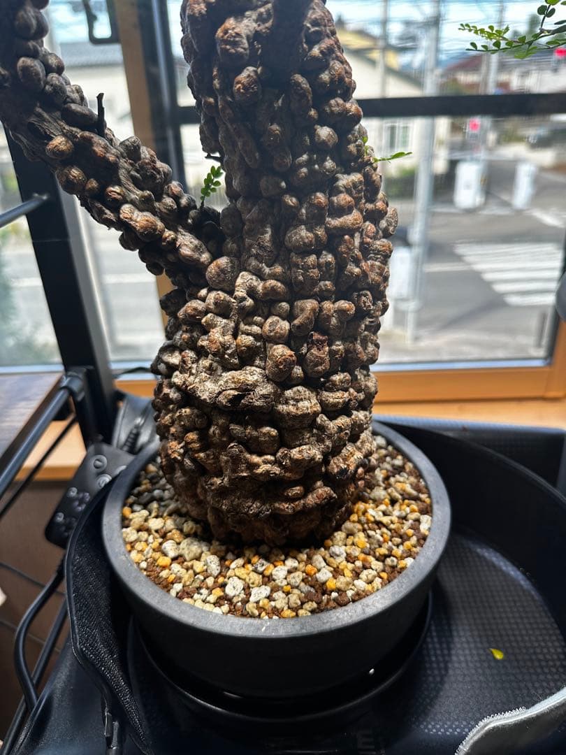 b*5様 オペルクリア パキプス 現地発根株 発根管理中 芽吹 枝形成 ボコ肌