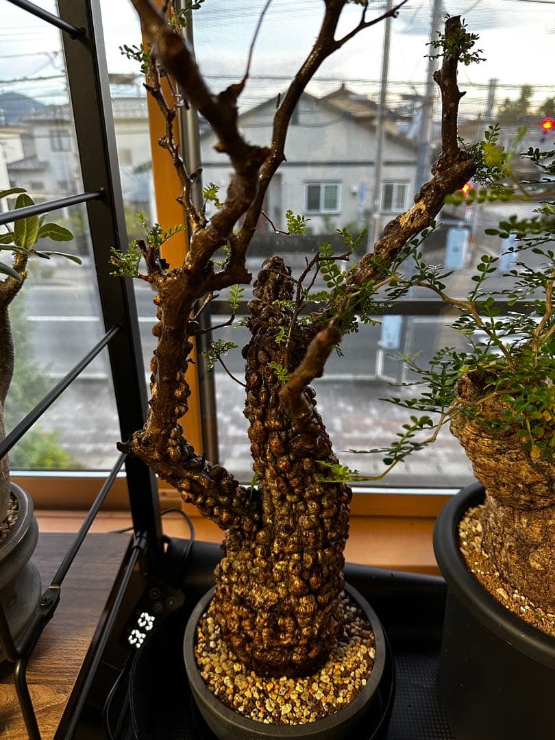 b*5様 オペルクリア パキプス 現地発根株 発根管理中 芽吹 枝形成 ボコ肌