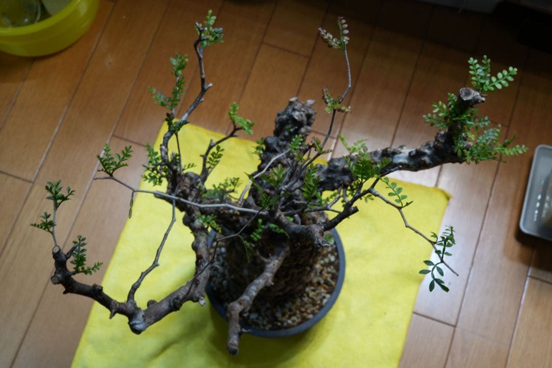 b*5様 オペルクリア パキプス 現地発根株 発根管理中 芽吹 枝形成 ボコ肌