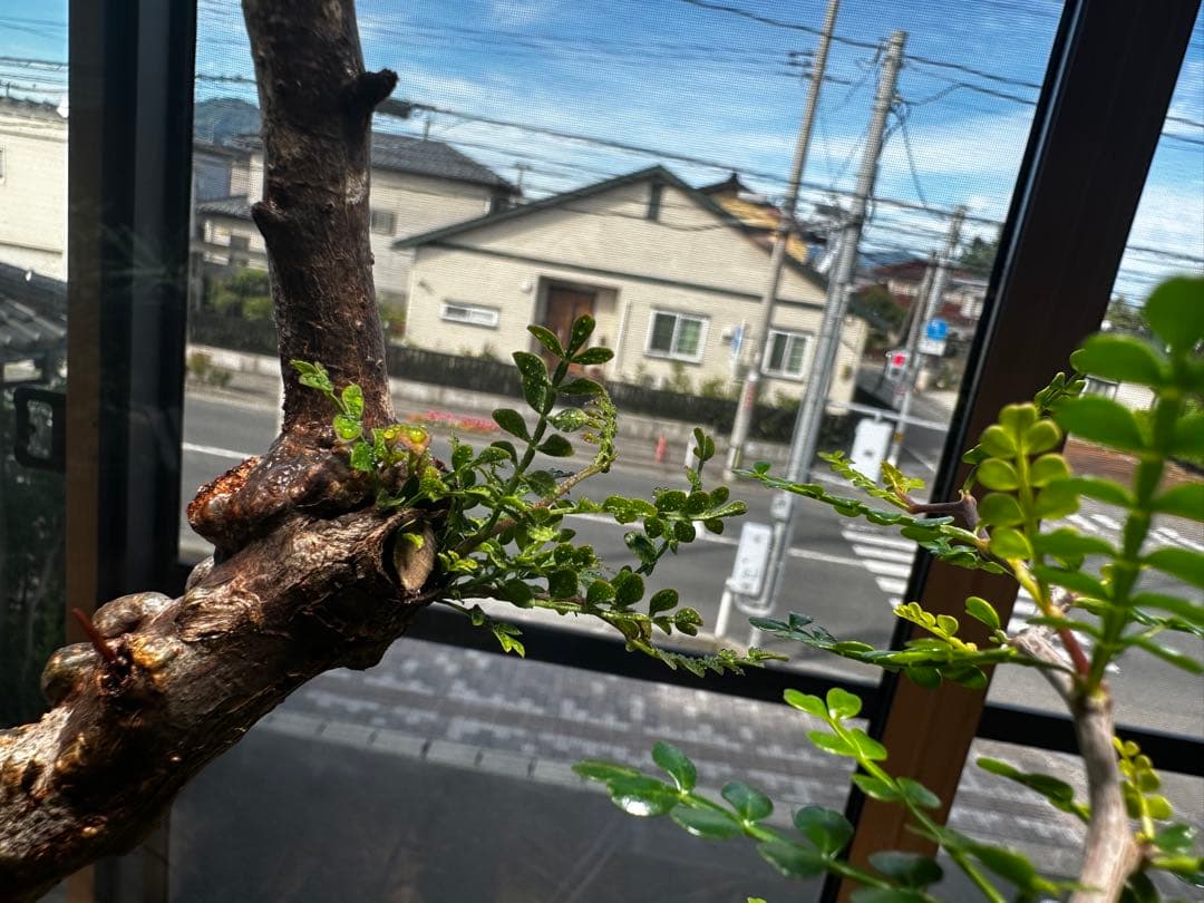 b*5様 オペルクリア パキプス 現地発根株 発根管理中 芽吹 枝形成 ボコ肌