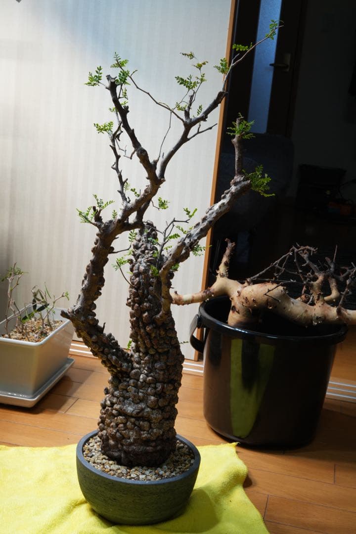 b*5様 オペルクリア パキプス 現地発根株 発根管理中 芽吹 枝形成 ボコ肌