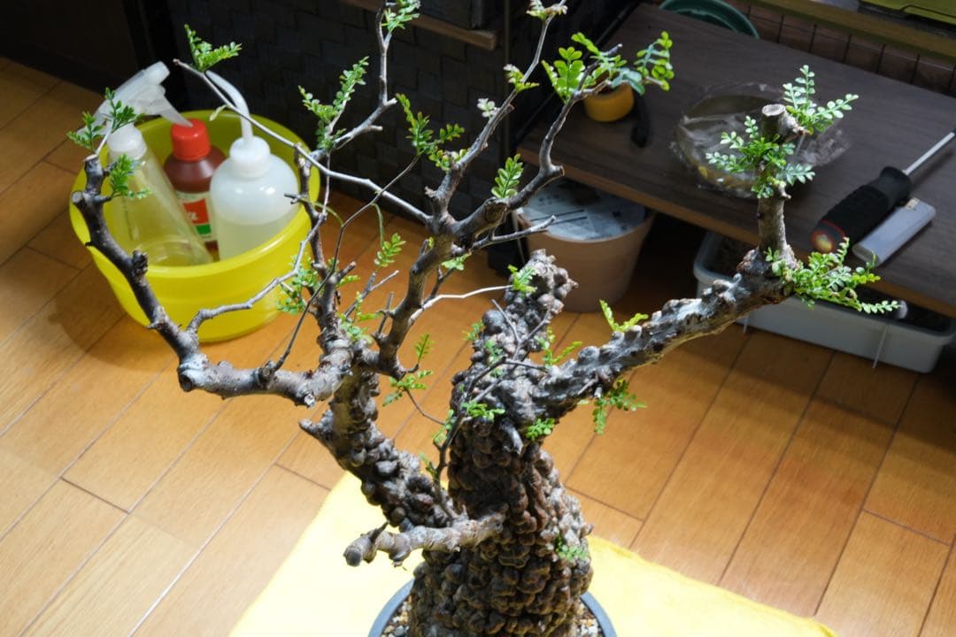 b*5様 オペルクリア パキプス 現地発根株 発根管理中 芽吹 枝形成 ボコ肌