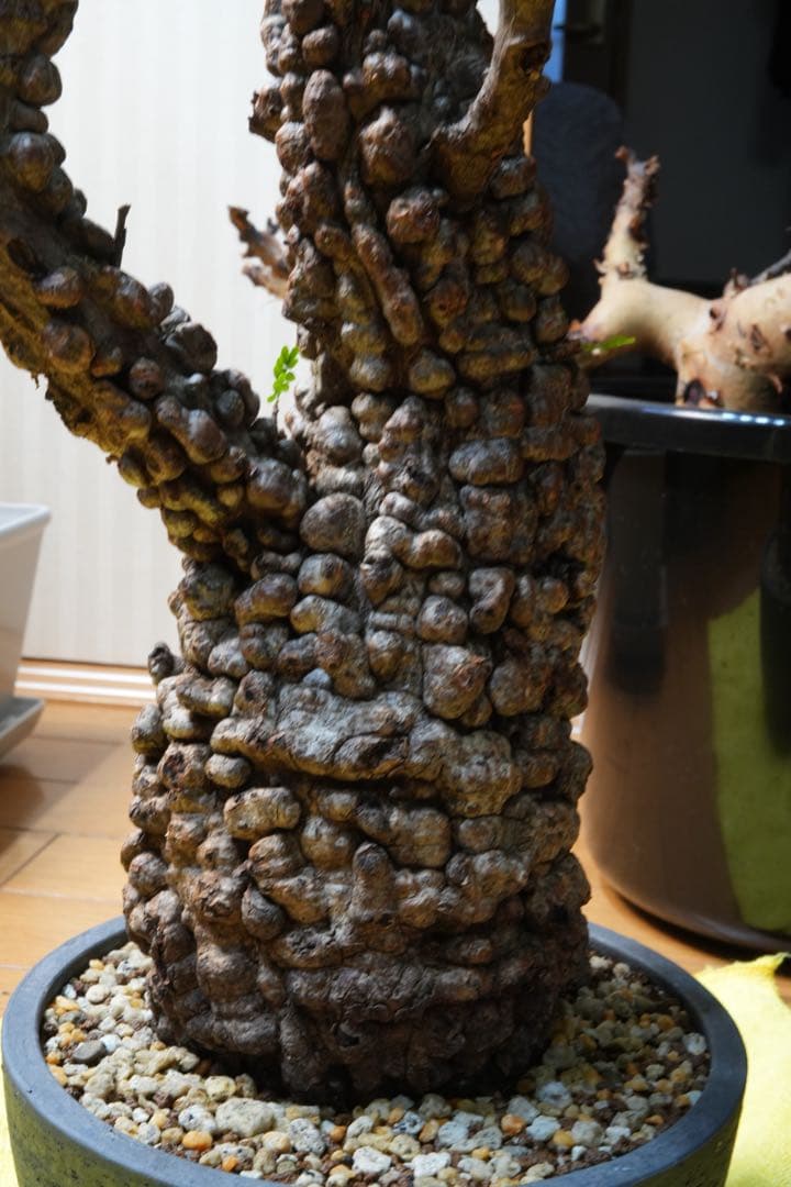 b*5様 オペルクリア パキプス 現地発根株 発根管理中 芽吹 枝形成 ボコ肌