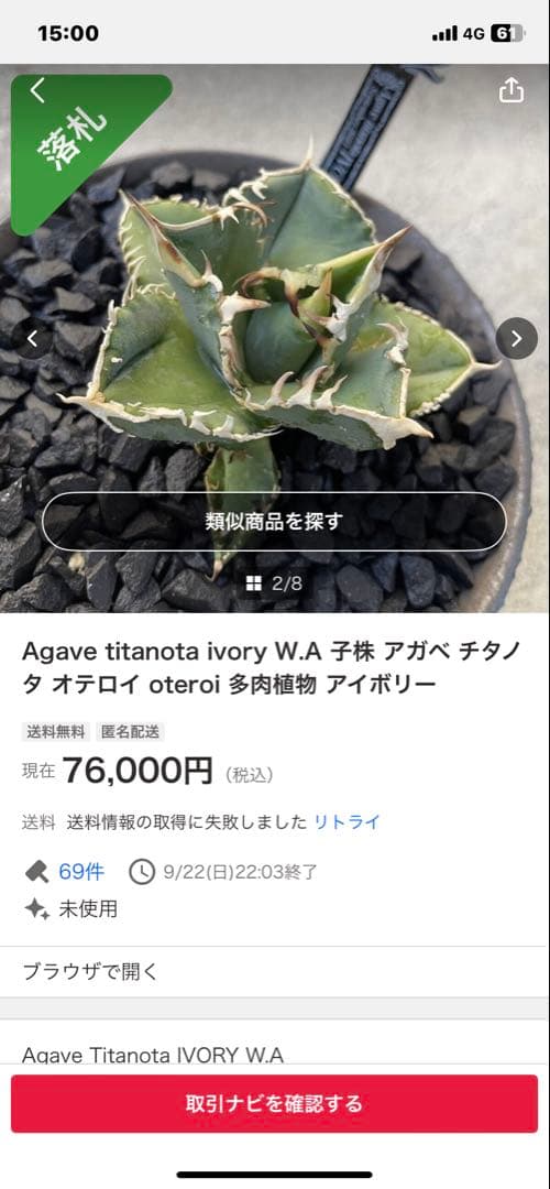 アガベ　ivory wa 子株　cj special 大白鯊　ホオジロザメ　冰雹