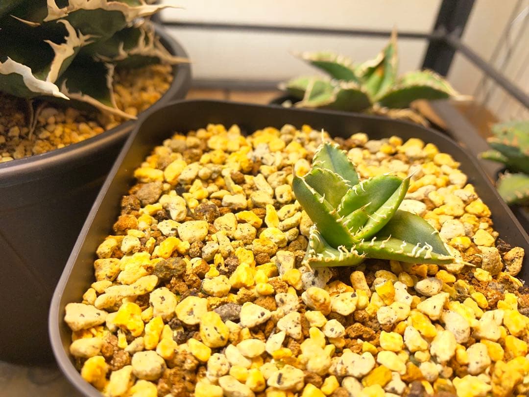 アガベ　ivory wa 子株　cj special 大白鯊　ホオジロザメ　冰雹