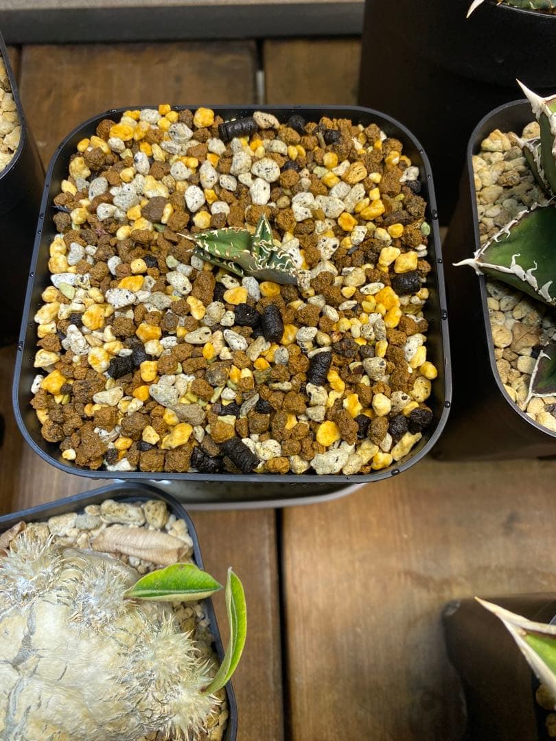 アガベ　ivory wa 子株　cj special 大白鯊　ホオジロザメ　冰雹