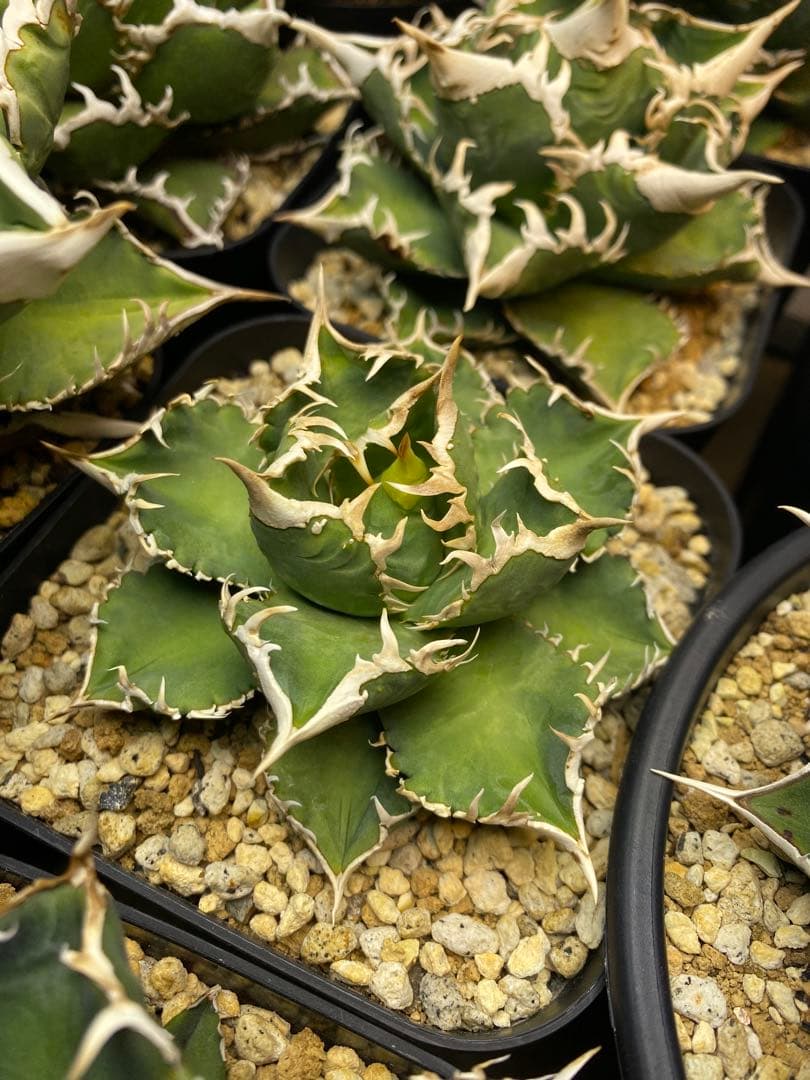 アガベ　ivory wa 子株　cj special 大白鯊　ホオジロザメ　冰雹