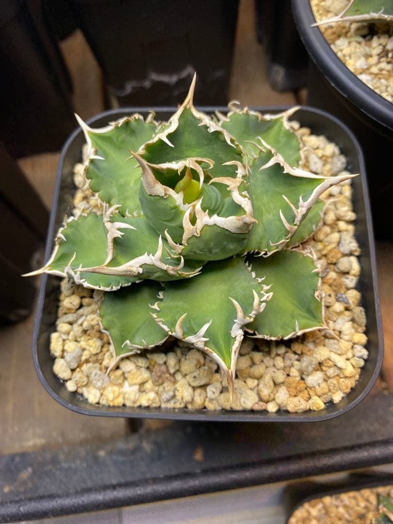 アガベ　ivory wa 子株　cj special 大白鯊　ホオジロザメ　冰雹