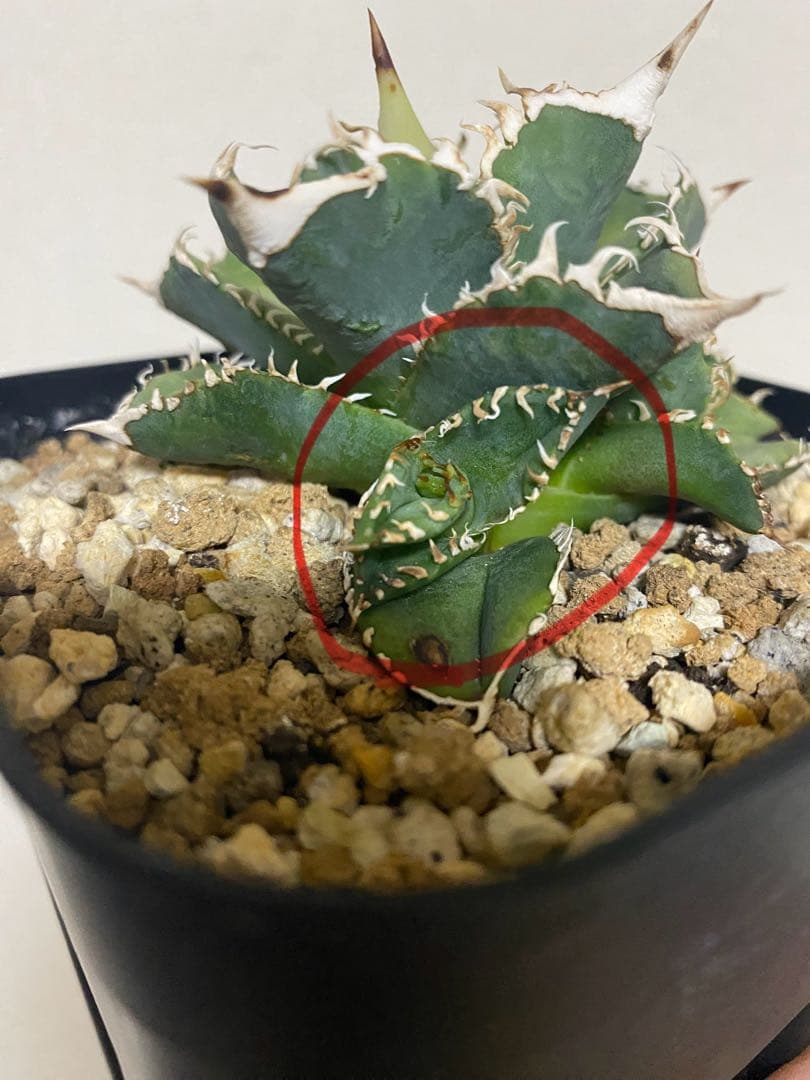 アガベ　ivory wa 子株　cj special 大白鯊　ホオジロザメ　冰雹