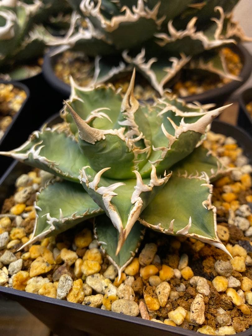 アガベ　ivory wa 子株　cj special 大白鯊　ホオジロザメ　冰雹