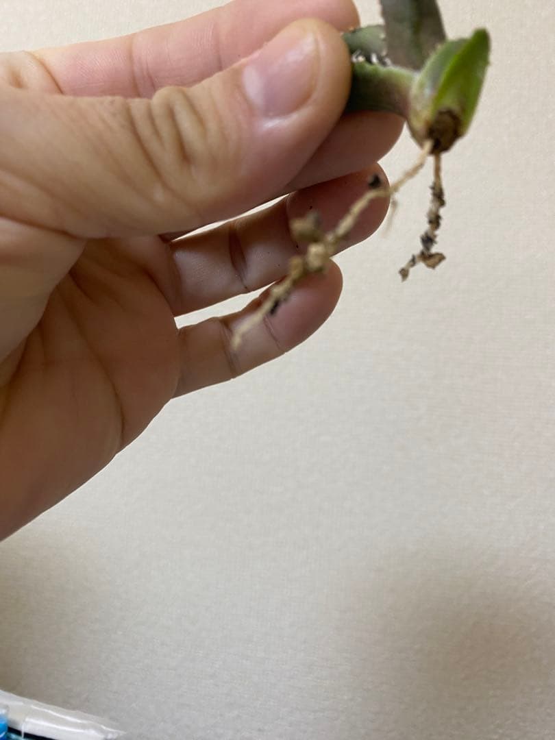 アガベ　ivory wa 子株　cj special 大白鯊　ホオジロザメ　冰雹