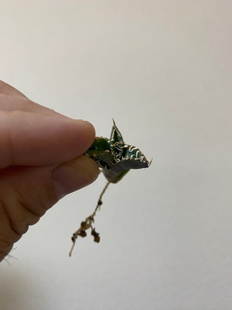 アガベ　ivory wa 子株　cj special 大白鯊　ホオジロザメ　冰雹