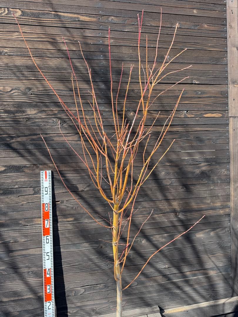 《桂紅葉》カツラモミジ/大株【現品発送】管理80046