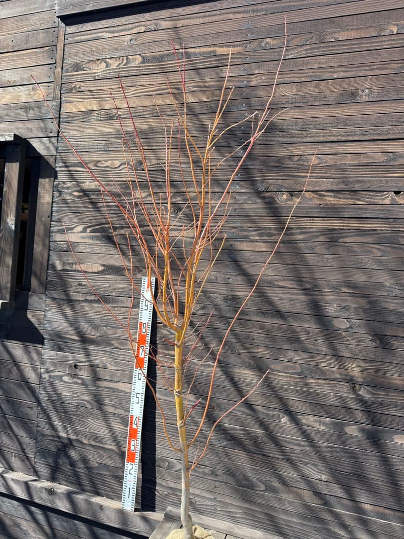 《桂紅葉》カツラモミジ/大株【現品発送】管理80046