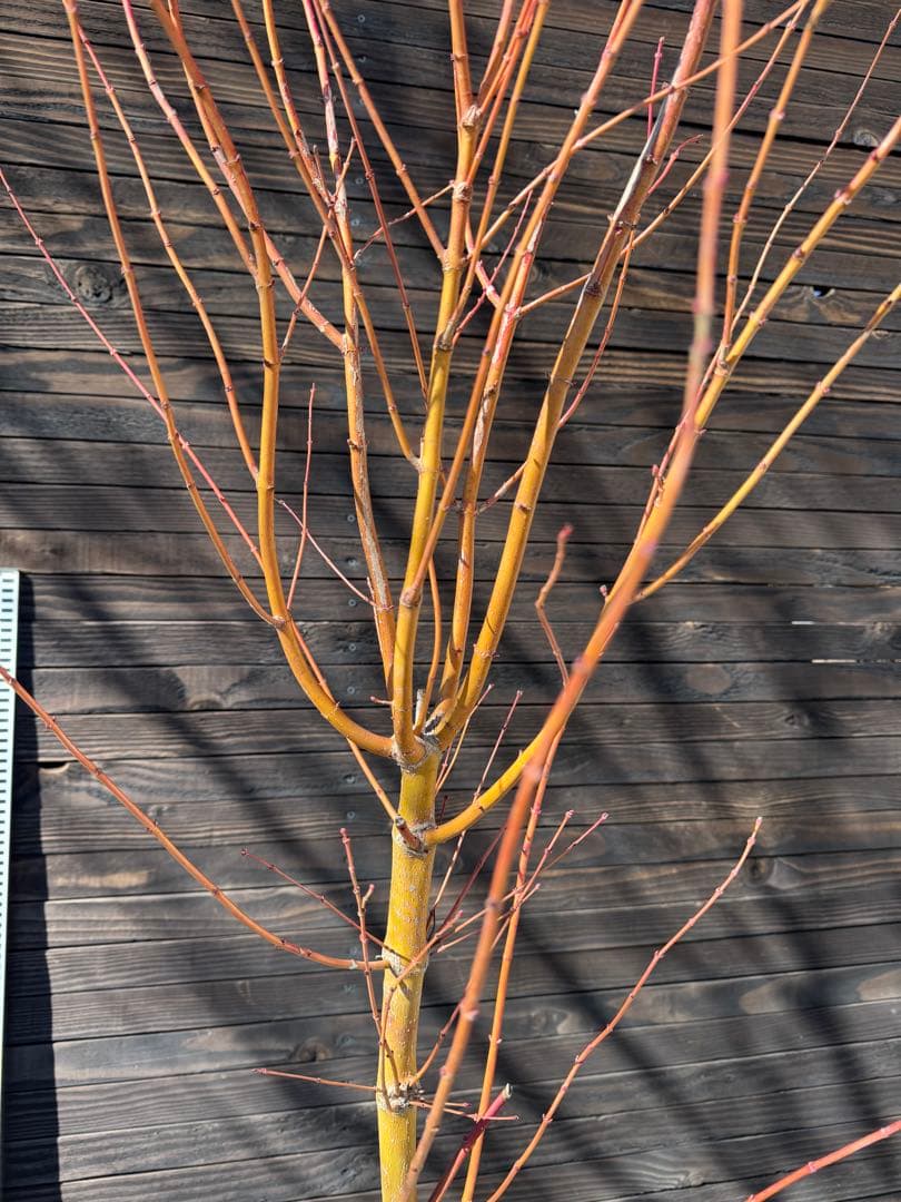 《桂紅葉》カツラモミジ/大株【現品発送】管理80046