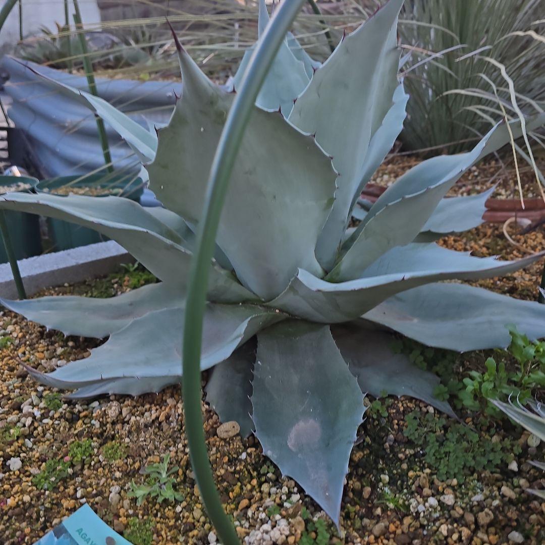 アガベオバティフォリア