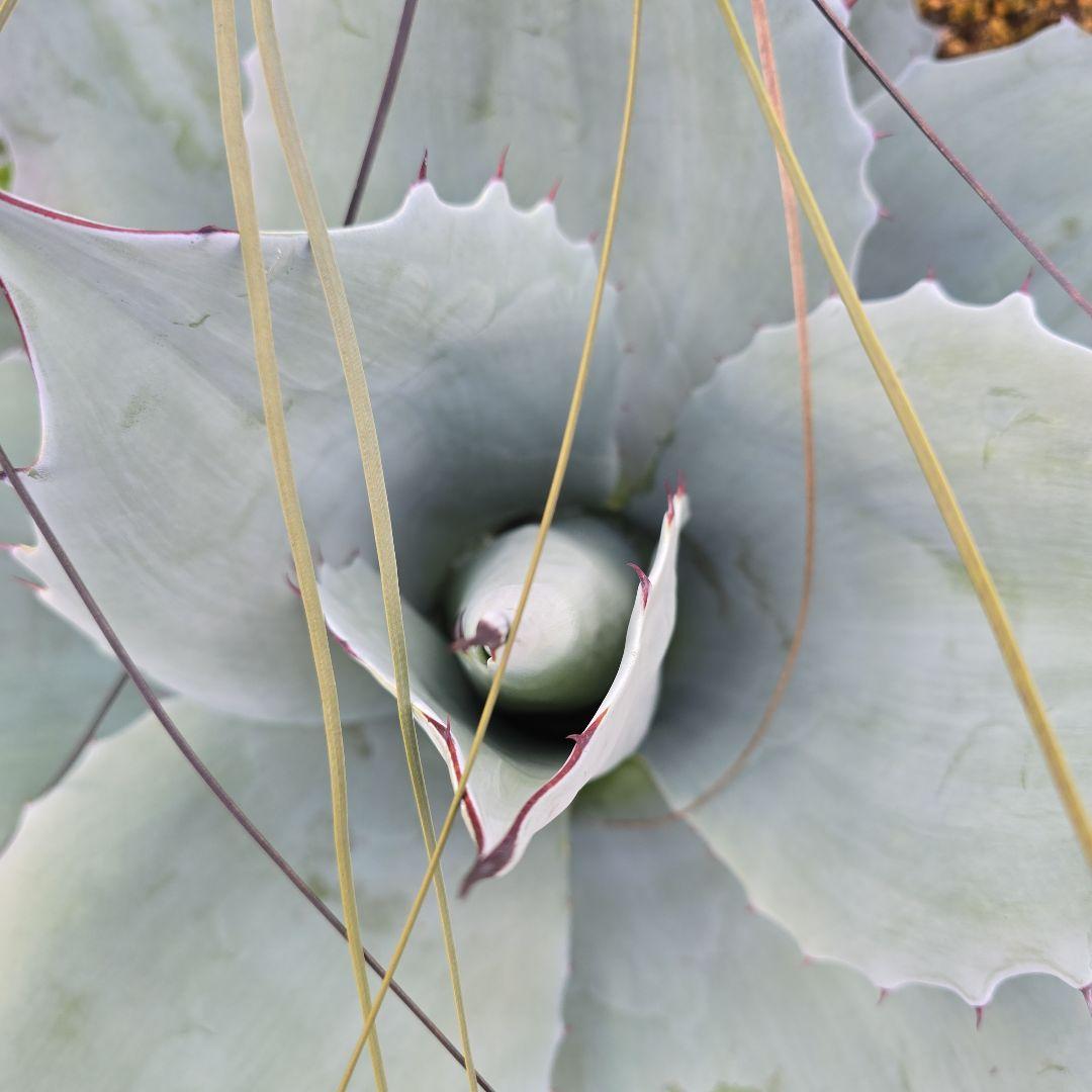 アガベオバティフォリア