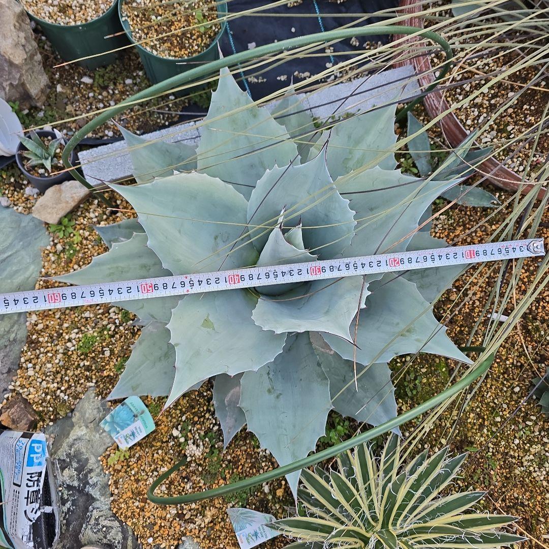 アガベオバティフォリア