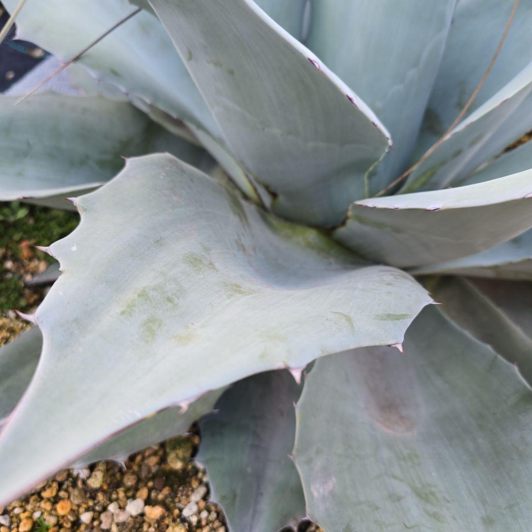 アガベオバティフォリア