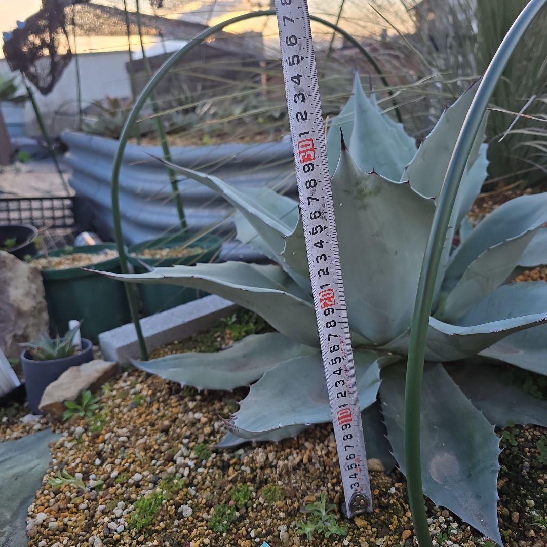 アガベオバティフォリア