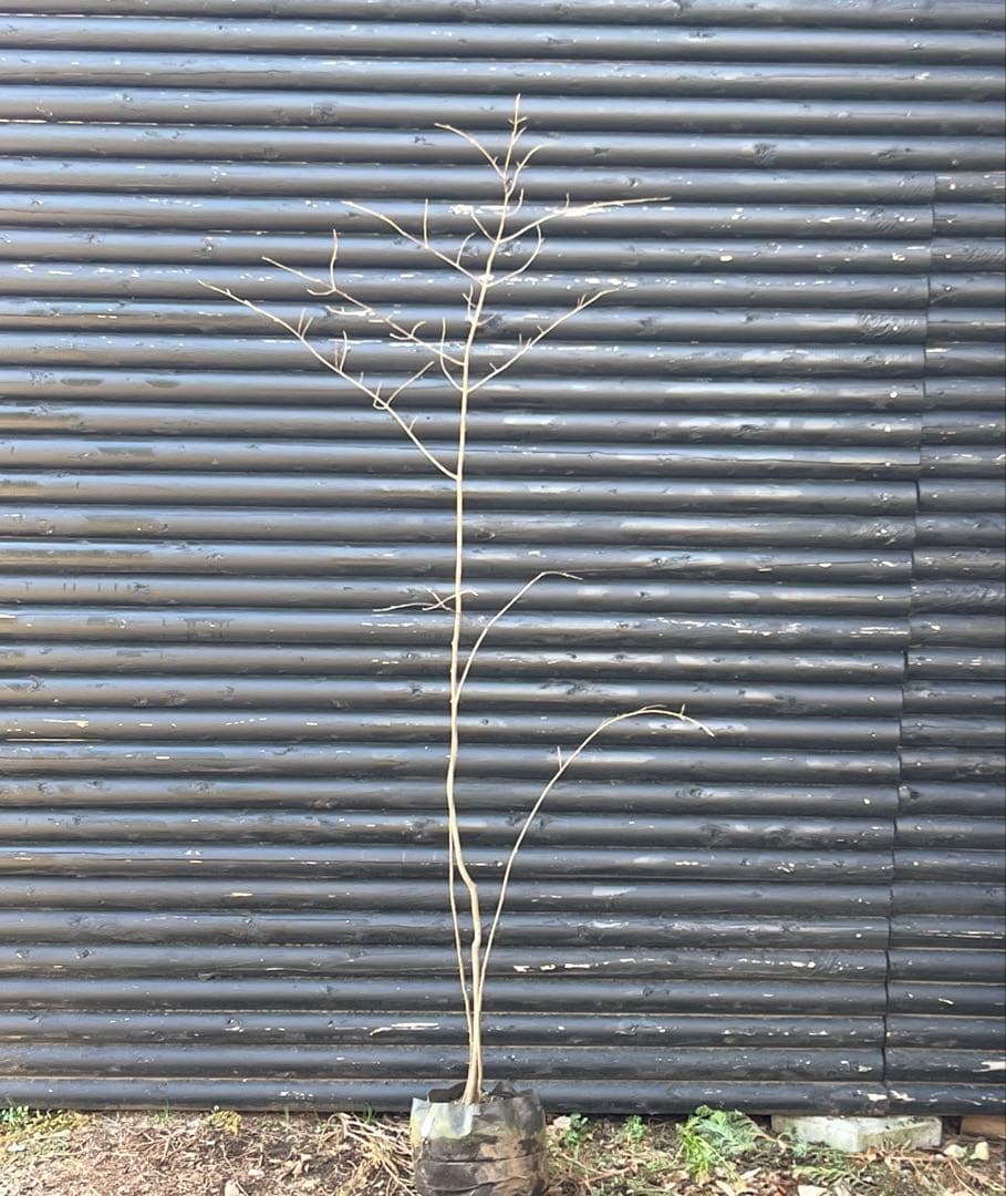 山採り天然　ツリバナ　３本株立ち　12