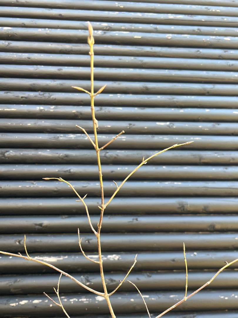 山採り天然　ツリバナ　３本株立ち　12