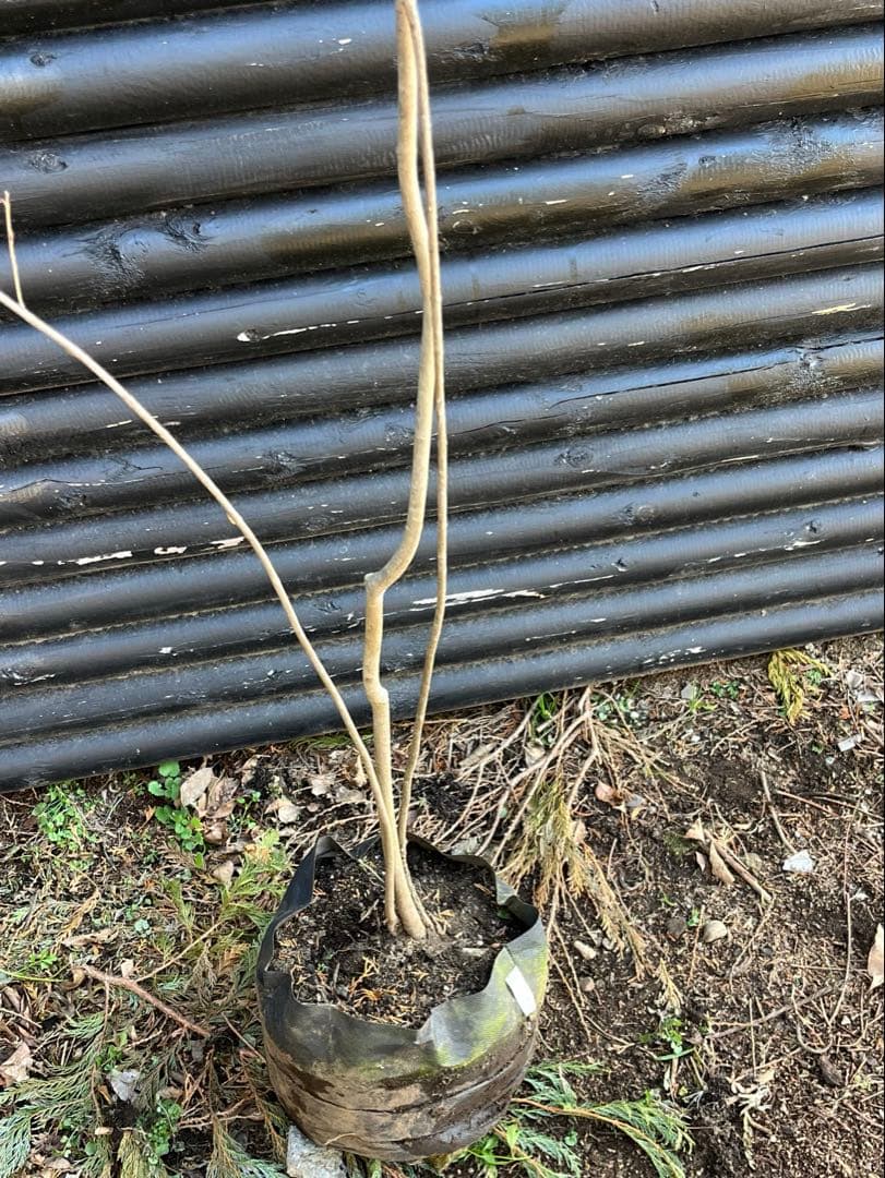 山採り天然　ツリバナ　３本株立ち　12