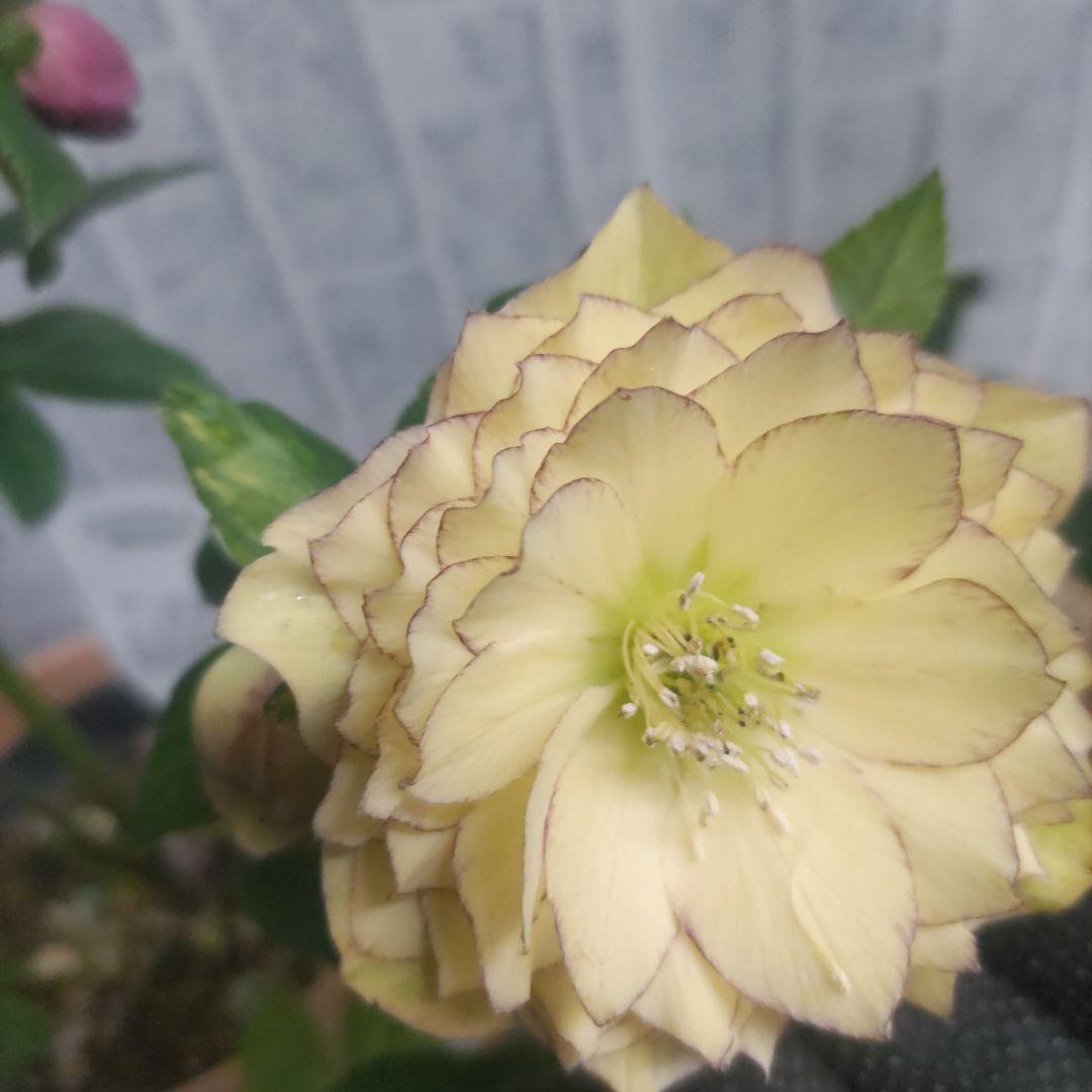 １０日入荷分⭐️多弁咲きクリスマスローズ⭐️５鉢セット