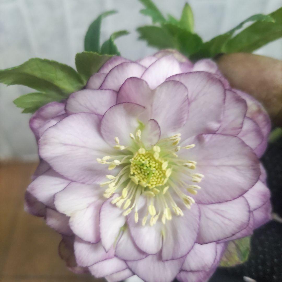 １０日入荷分⭐️多弁咲きクリスマスローズ⭐️５鉢セット