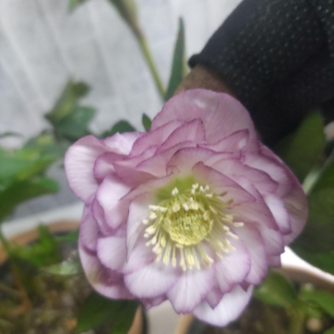 １０日入荷分⭐️多弁咲きクリスマスローズ⭐️５鉢セット