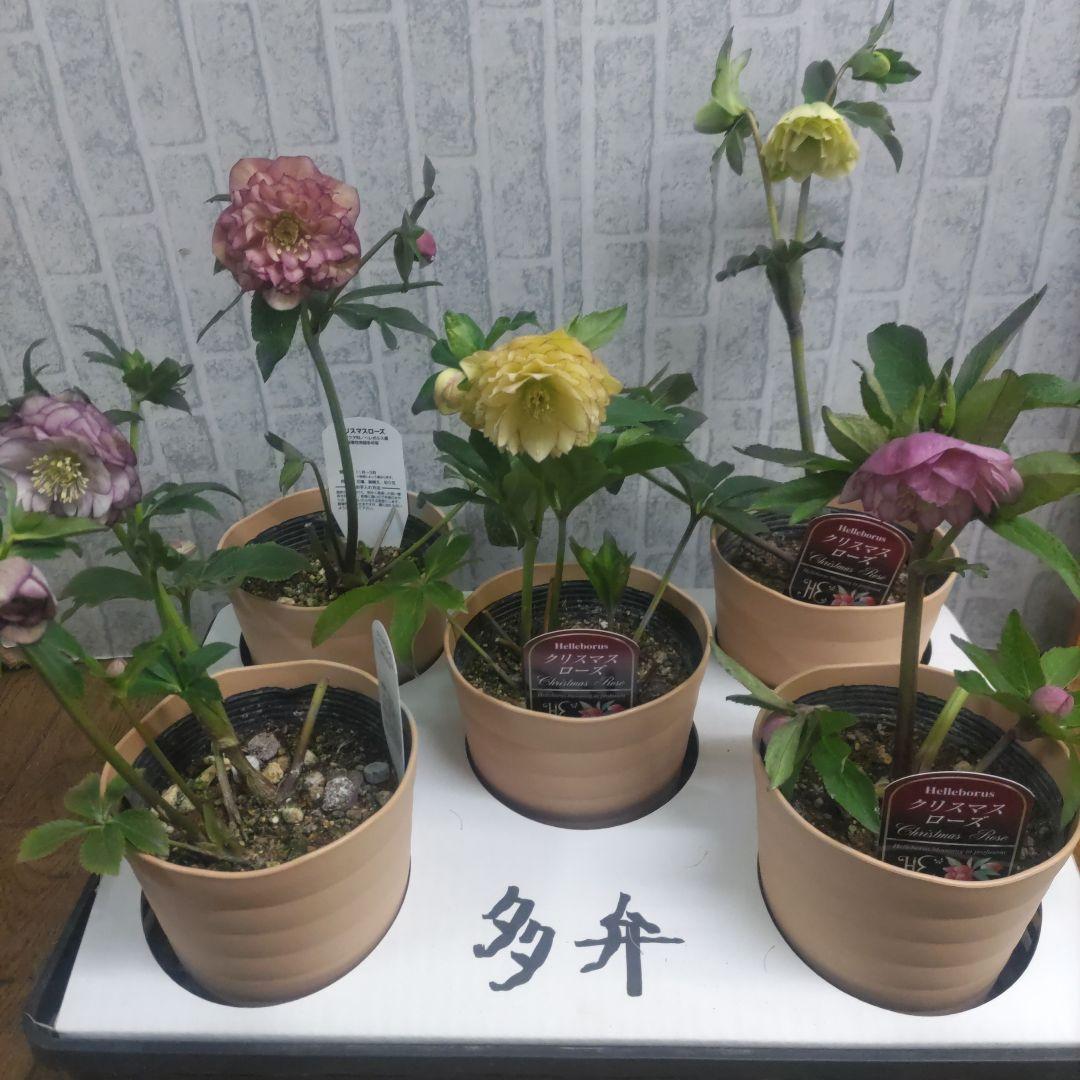 １０日入荷分⭐️多弁咲きクリスマスローズ⭐️５鉢セット