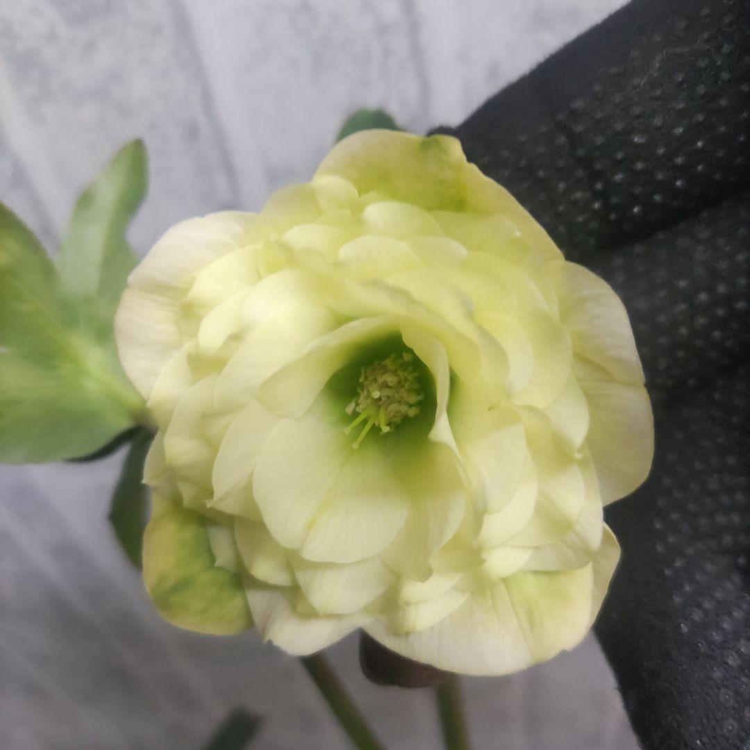 １０日入荷分⭐️多弁咲きクリスマスローズ⭐️５鉢セット