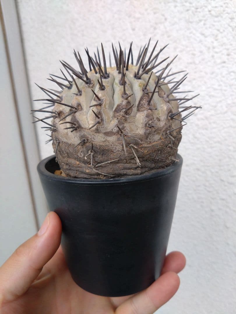 発根済　黒王丸 コピアポア シネレア