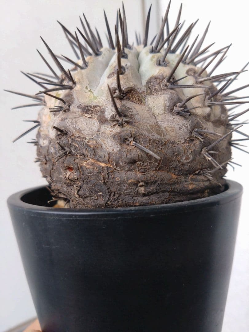 発根済　黒王丸 コピアポア シネレア