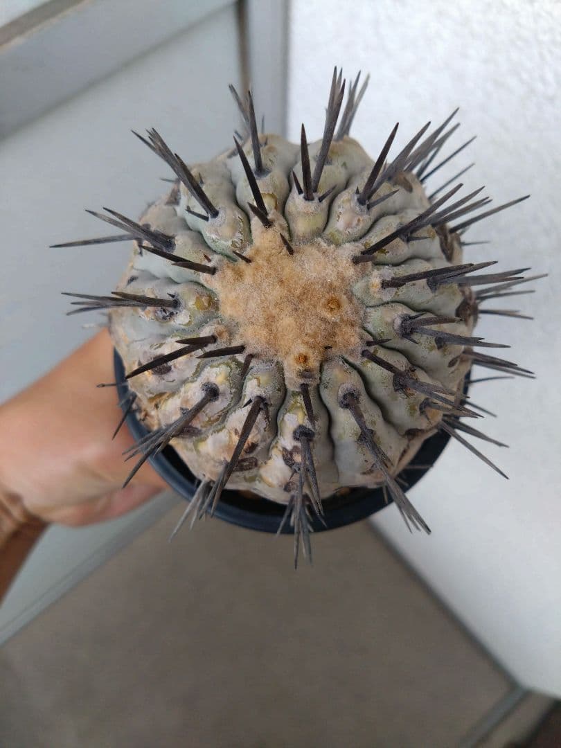 発根済　黒王丸 コピアポア シネレア