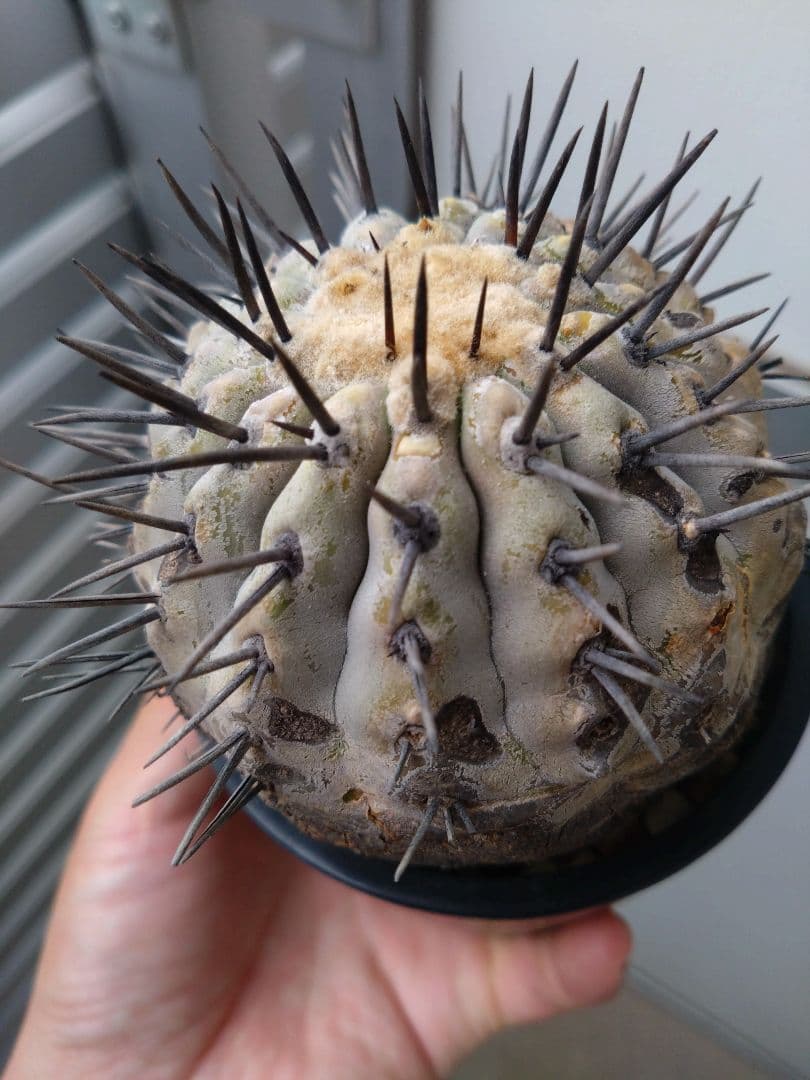 発根済　黒王丸 コピアポア シネレア