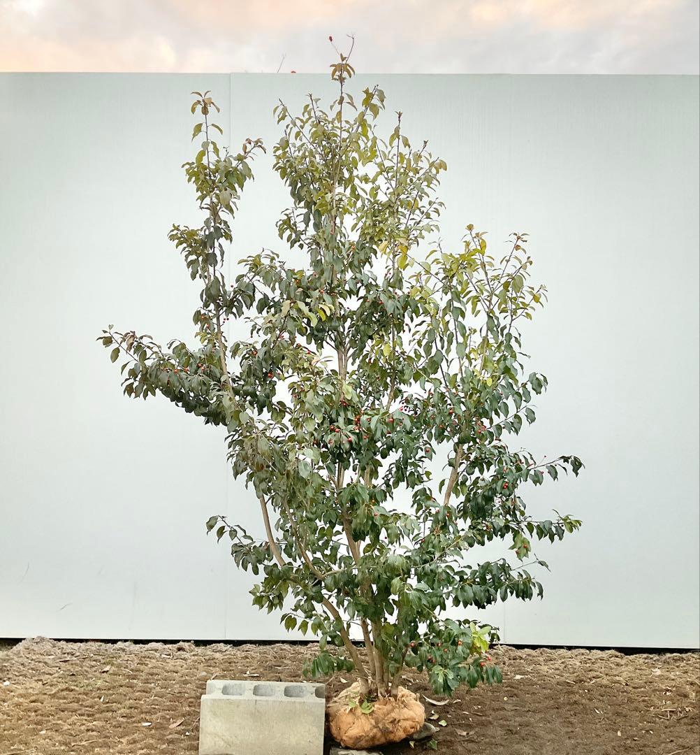 ソヨゴ　雌/ 1041