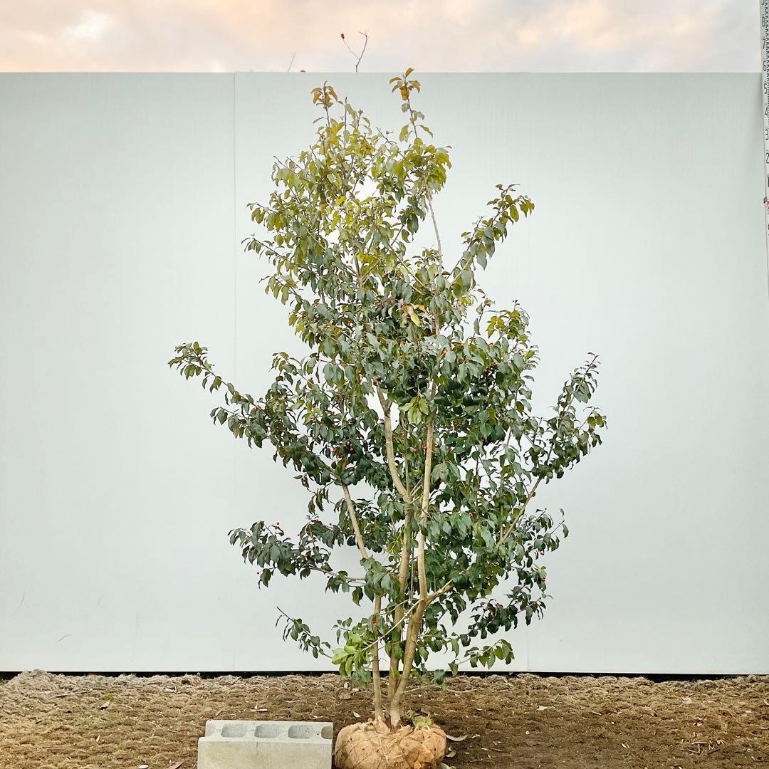 ソヨゴ　雌/ 1041