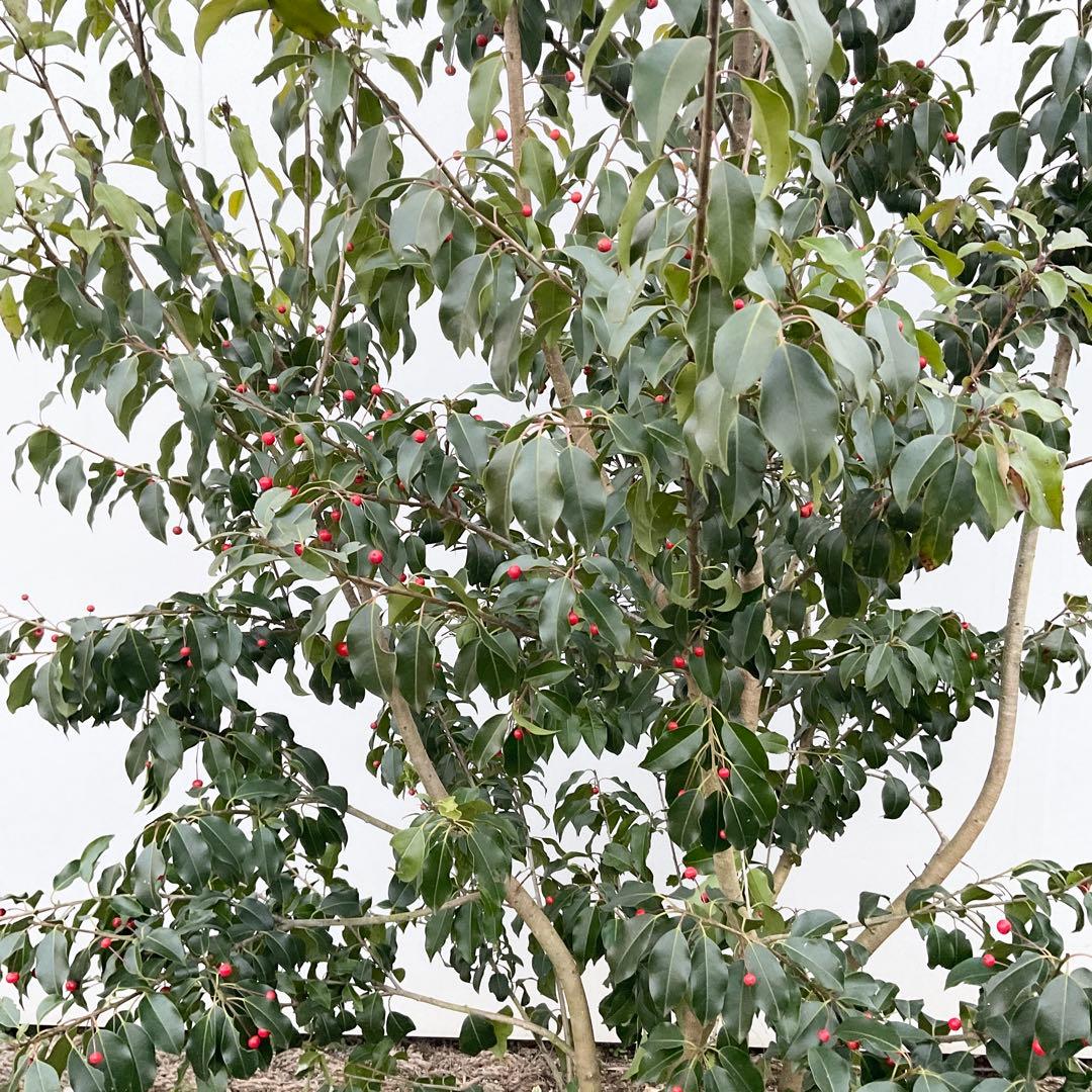 ソヨゴ　雌/ 1041