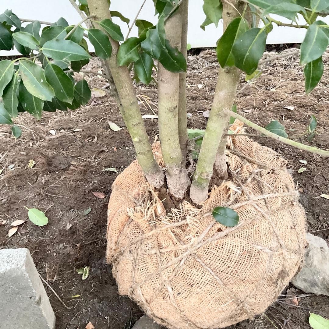 ソヨゴ　雌/ 1041