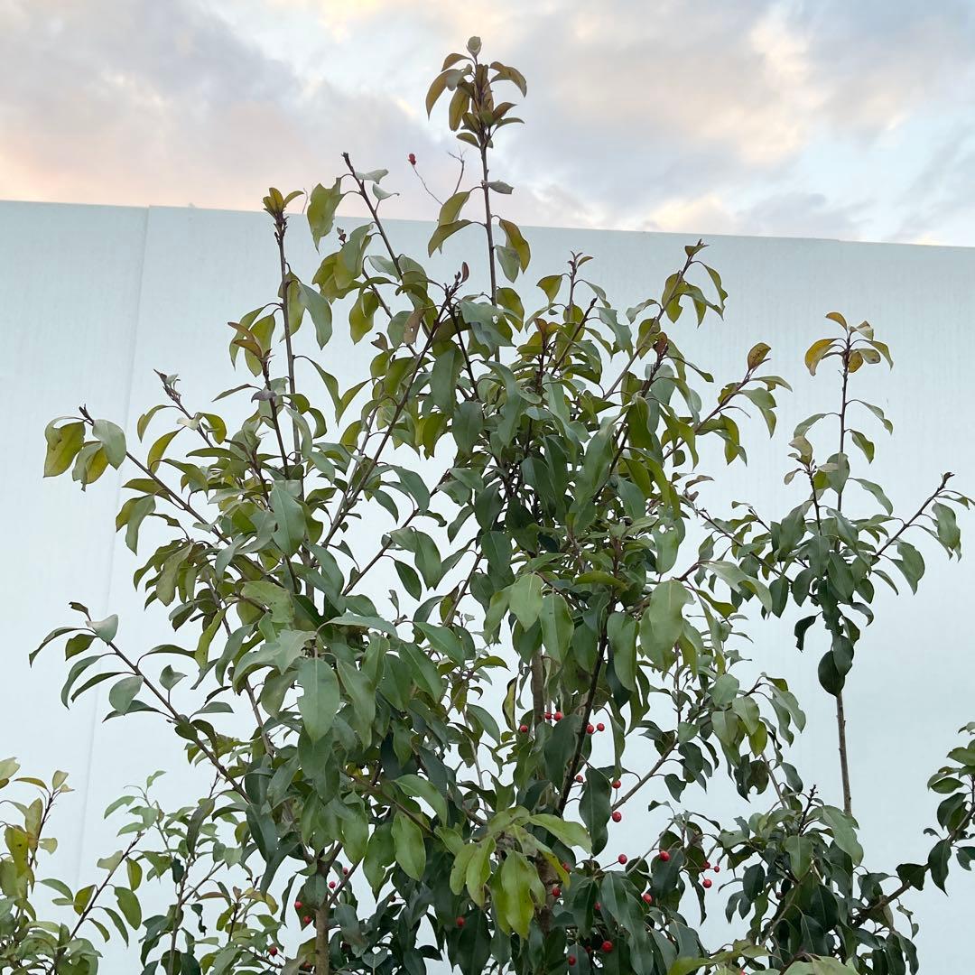 ソヨゴ　雌/ 1041