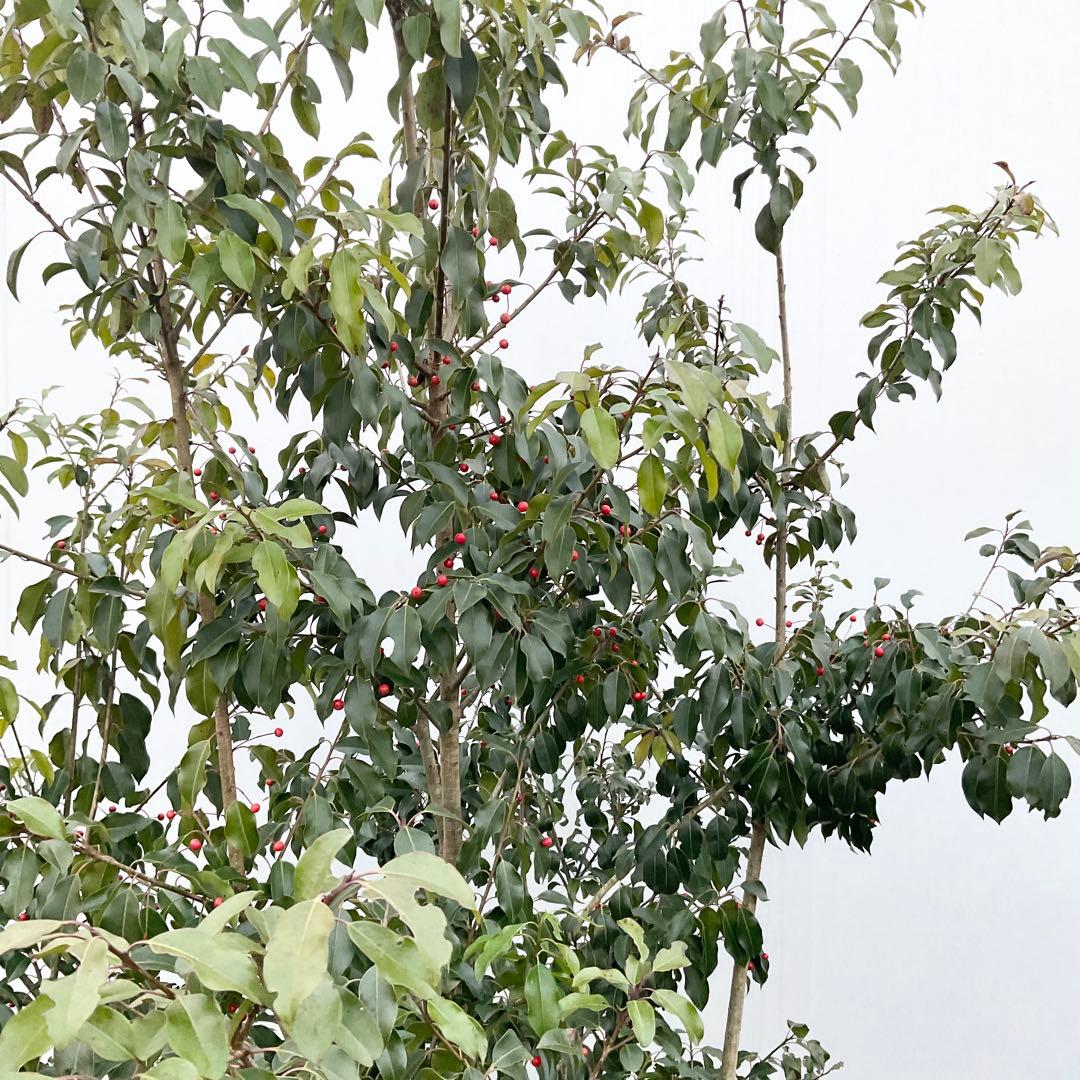 ソヨゴ　雌/ 1041