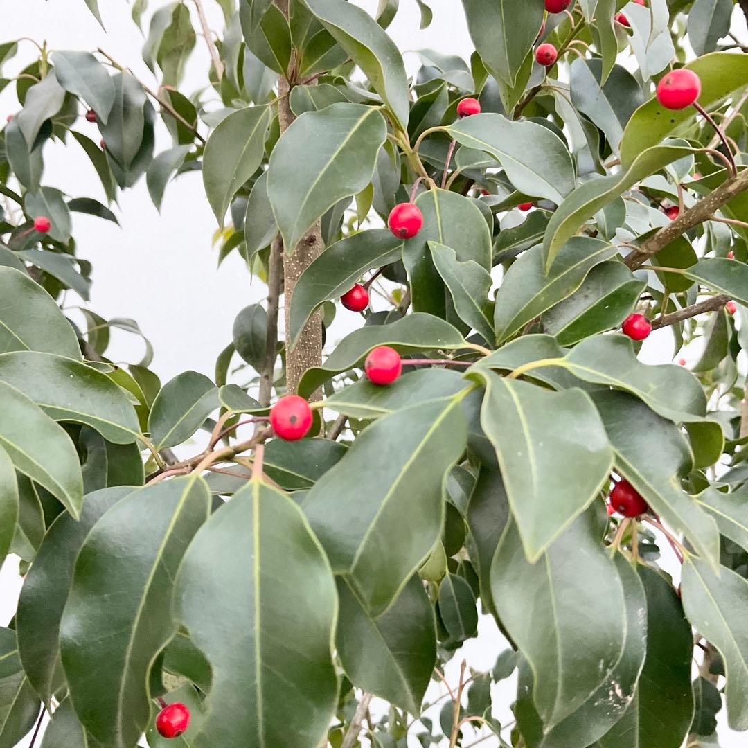 ソヨゴ　雌/ 1041