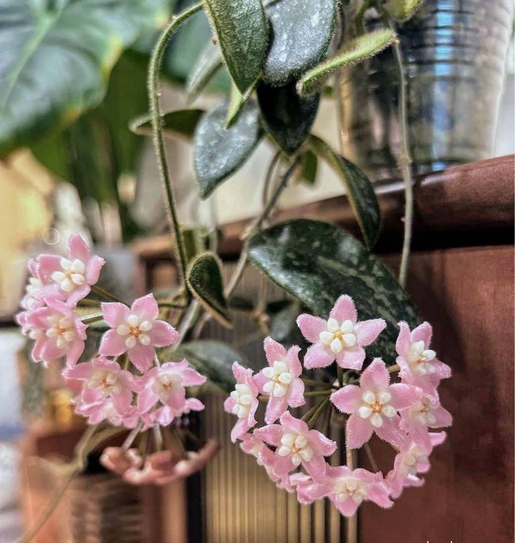 レア 原種 ホヤ トムソニー ピンク サクララン 鉢花 - メルカリ