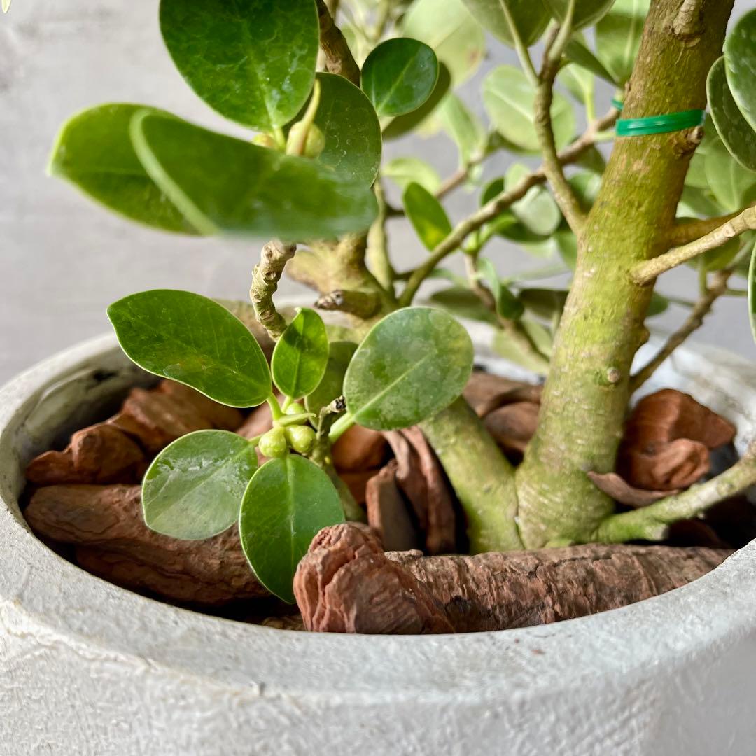 最高級樹形】 大型 パンダガジュマル 曲がり仕立て 陶器鉢 植え込み