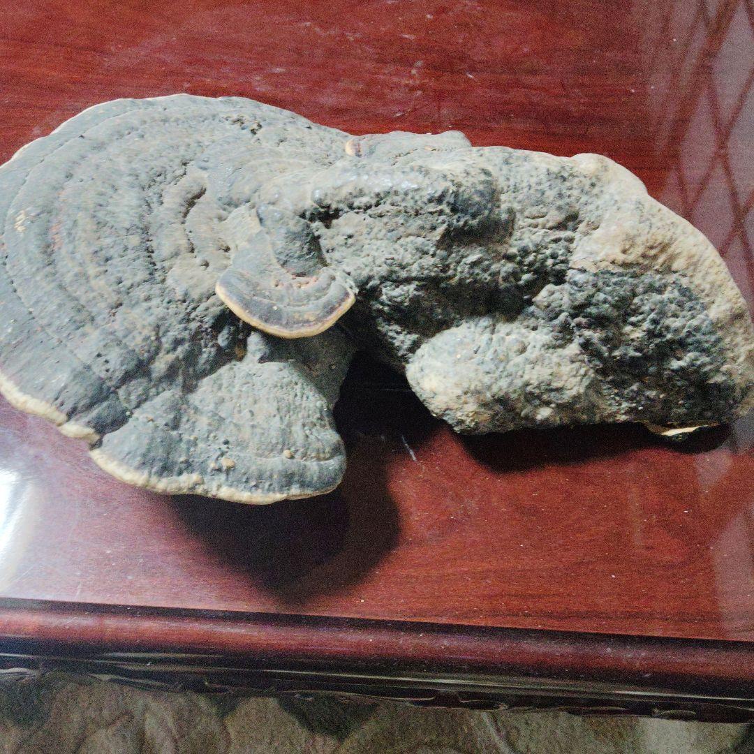 サルノコシカケ