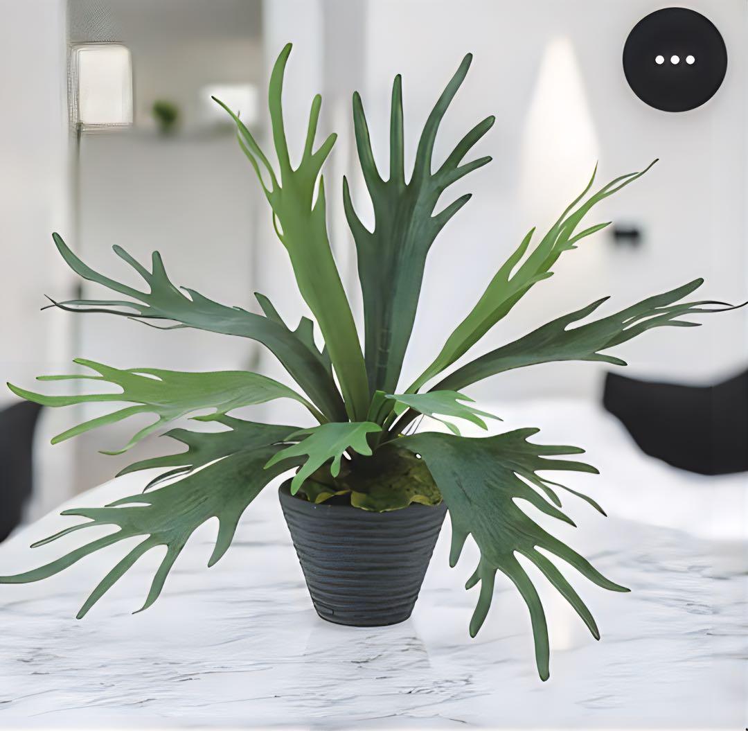 光触媒　人工観葉植物　ウォールグリーン　フェイクグリーン　コウモリラン6060