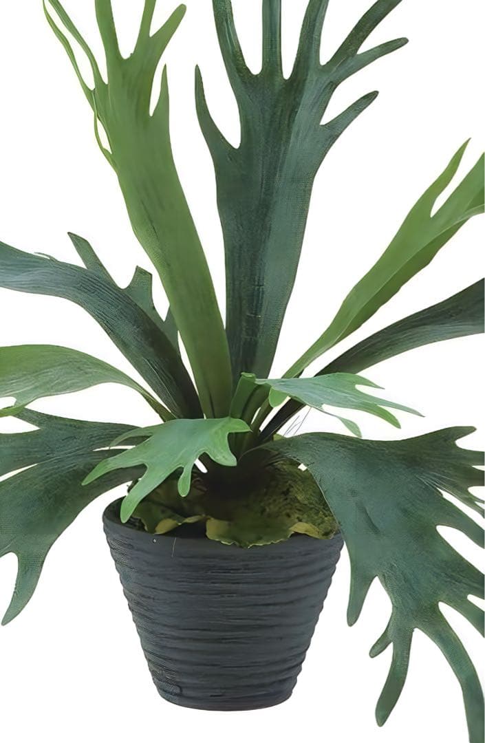 光触媒　人工観葉植物　ウォールグリーン　フェイクグリーン　コウモリラン6060