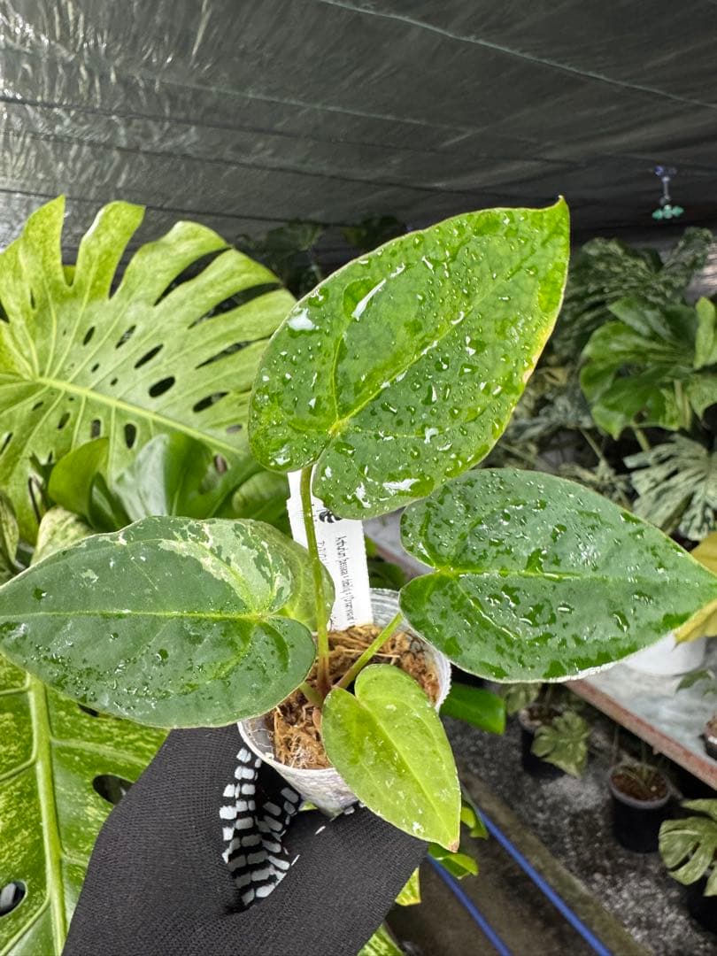 アンスリウムAnthurium （(besseae × debilis) × ('Dreamweaver